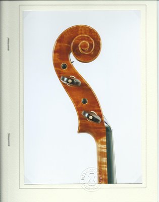 Viola Salò 2 bisso testa.jpg